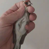 دوتا سهره کرمانی نر بشرط+قفس دست ساز