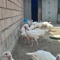 بوقلمون بیوتی۶