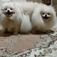 پامر خرسی جفت گیری