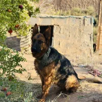 سگ ژرمن شپرد اصیل|سگ|کاشان, فاز ۱ ناجی آباد|دیوار