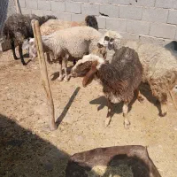 میش ابستن جوان