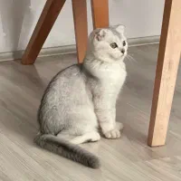 گربه اسکاتیش