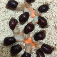 نژاد خاص حلزون کلکسیونی