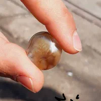 شجر|بدلیجات|شیراز, شاپورجان|دیوار