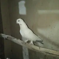 سرور و کله خال دار|پرنده|مهاباد (آذربایجان غربی), |دیوار