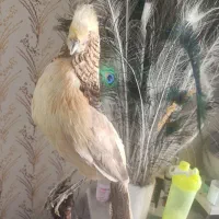 مجسمه پرنده زیبا