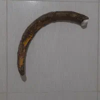 شاخ بز