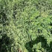 سلام فروش یونجه خالص اماده هست