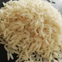 برنج هاشمی کشت ۲