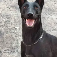 مالینیوز بلک|سگ|خمیر, |دیوار