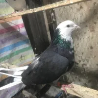 نر ابلغ عالی