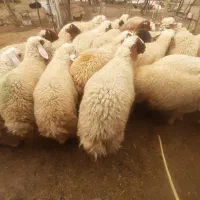 بره پروار
