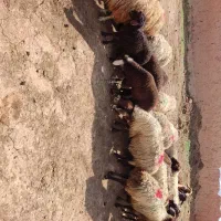 50میش بره دار