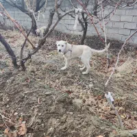 توله عراقی و سرابی