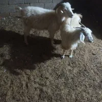 گیسه|حیوانات مزرعه|بافت, |دیوار