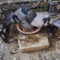 نروماده سبز کاغذی باجوجه بهشرط|پرنده|پیر بکران, |دیوار