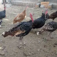 بوقلمو|حیوانات مزرعه|مبارکه, |دیوار