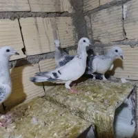 بهبهونی و پلاکی خوب