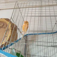 دو عددقناری نر داراب