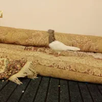 رنگه کلکسیونی پرشی|پرنده|چناران, |دیوار