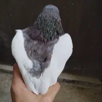 یک کبوتر خال|پرنده|شیروان (خراسان), |دیوار