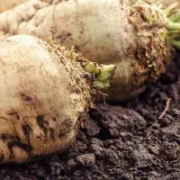 چغندرقندفروشی است