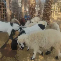 بره  گاو ابستن  گوساله ماده|حیوانات مزرعه|بندرعباس, |دیوار