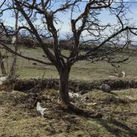 هرس وشخم توسط مهندس باغبانی