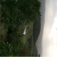 زمین باغ مرکبات ۸۳۰ متر|فروش زمین و ملک کلنگی|پایین هولار, |دیوار