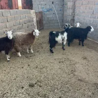 بز کردی ابستن. زرند|حیوانات مزرعه|کرمان, |دیوار