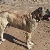 واگذاری سگ افغان