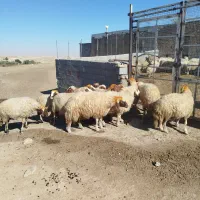 گوسفند|حیوانات مزرعه|کوزران, |دیوار