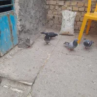 کبوتر پلاگی جف ۵۰۰|پرنده|دشتابی, |دیوار