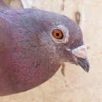 پلاکی مسافت بالا