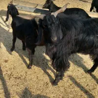 ساورین  خوشتیپ نازار