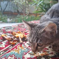 دوتا گربه اهلی|گربه|گرگان, |دیوار