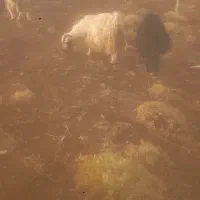 پنجاه عدد بز جوان خوب معاوضه با سواری