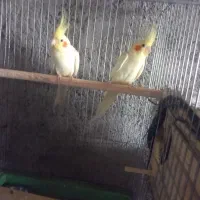 ۵جفت عروس هلندی یک جفت البینو و ۴جفت لوتینو|پرنده|بشاریات, |دیوار