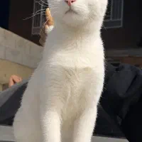 واگذاری رایگان انجمن حامی بچه‌گربه با و اثر انگشت