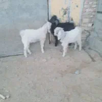 بزغاله چاق نر|حیوانات مزرعه|زاغه, |دیوار