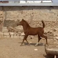 کره مادیان
