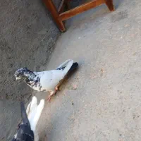 کبوتر|پرنده|شاهرود, |دیوار