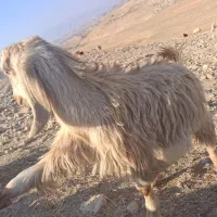 کهره|حیوانات مزرعه|دهدشت, |دیوار