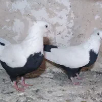 شالنگی و سیندوم سرخ