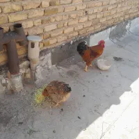 یک عدد مرغ و خروس به فروش می‌رسد