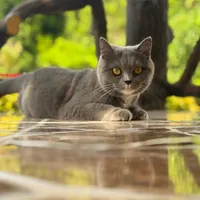 گربه گمشده