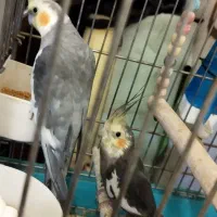 دو عدد عروس هلندی نر چند کلمه حرف میزنه منیریه