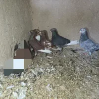 یهودی|پرنده|آشخانه, |دیوار