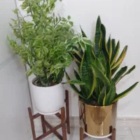 گل های سرحال