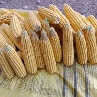 ذرت علوفه‌ای|حیوانات مزرعه|صومعه‌سرا, |دیوار